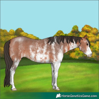 Horse Color:White Spotted Bay 