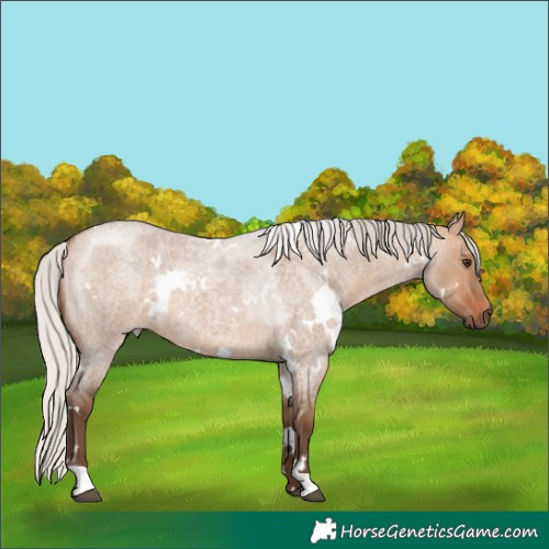 Horse Color:White Spotted Silver Brown Roan Dun 