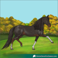 Horse Color:Liver Chestnut Tobiano 