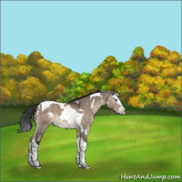 Horse Color:White Spotted Brown Dun Splash Tobiano 