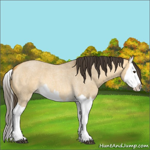 Horse Color:Buckskin Roan Dun Splash