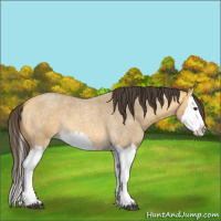 Horse Color:Buckskin Roan Dun Splash 