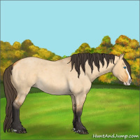 Horse Color:Buckskin Roan Dun Splash 