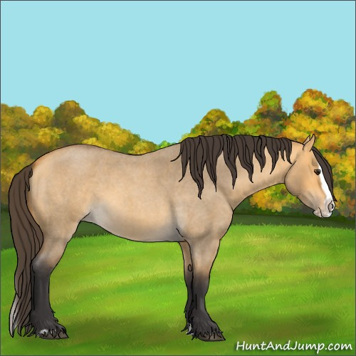 Horse Color:Buckskin Roan Dun Splash 