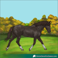 Horse Color:Liver Chestnut Tobiano 