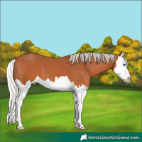 Horse Color:Silver Bay Splash 