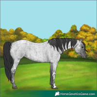 Horse Color:Blue Ice Roan 