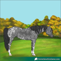 Horse Color:Black Ice 