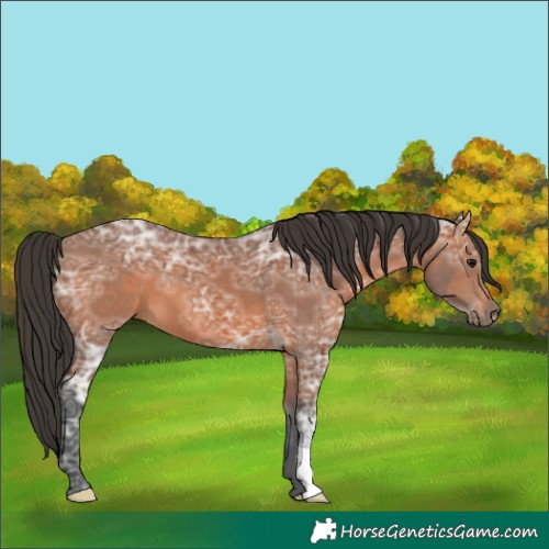Horse Color:Bay Ice 