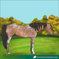 Horse Color:Bay Ice 