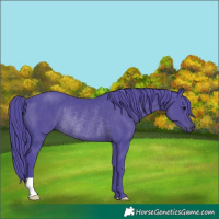 Horse Color:Watercolor Black Rabicano 