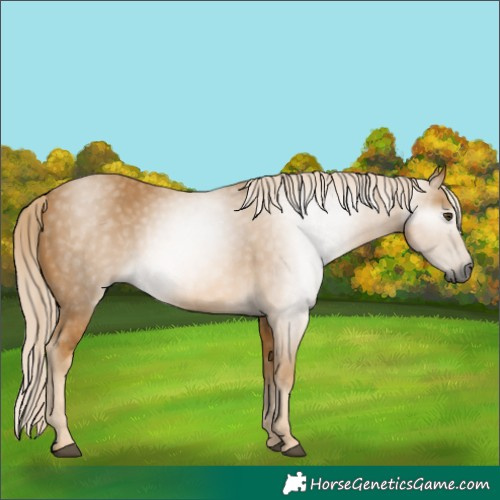 Horse Color:Gray Palomino 