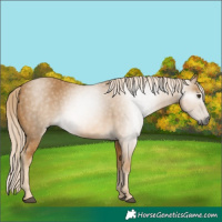 Horse Color:Gray Palomino