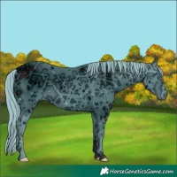 Horse Color:ERROR: UNKNOWN ANOMALY