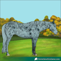 Horse Color:ERROR: UNKNOWN ANOMALY