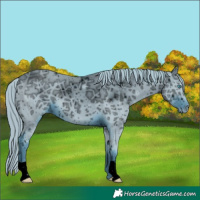 Horse Color:ERROR: UNKNOWN ANOMALY