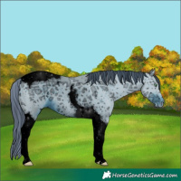 Horse Color:ERROR: UNKNOWN ANOMALY