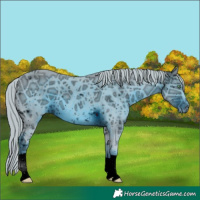 Horse Color:ERROR: UNKNOWN ANOMALY