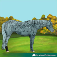 Horse Color:ERROR: UNKNOWN ANOMALY