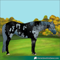 Horse Color:ERROR: UNKNOWN ANOMALY