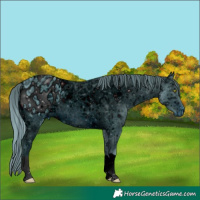 Horse Color:ERROR: UNKNOWN ANOMALY