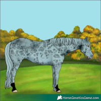 Horse Color:ERROR: UNKNOWN ANOMALY