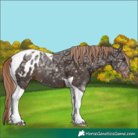 Horse Color:Liver Chestnut Ice Tobiano Appaloosa 