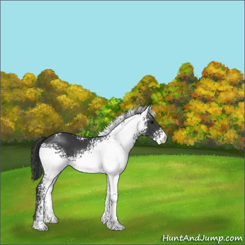Horse Color:White Spotted Black Sabino 