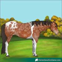 Horse Color:Bay Ice Tobiano Appaloosa 