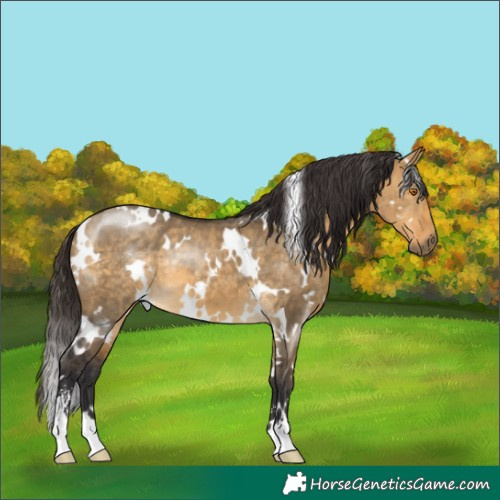 Horse Color:White Spotted Buckskin Dun Sabino 