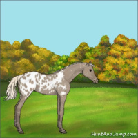 Horse Color:Silver Smoky Grullo Appaloosa 