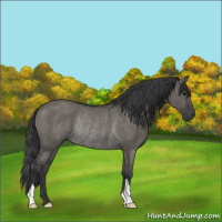 Horse Color:Grullo Rabicano 