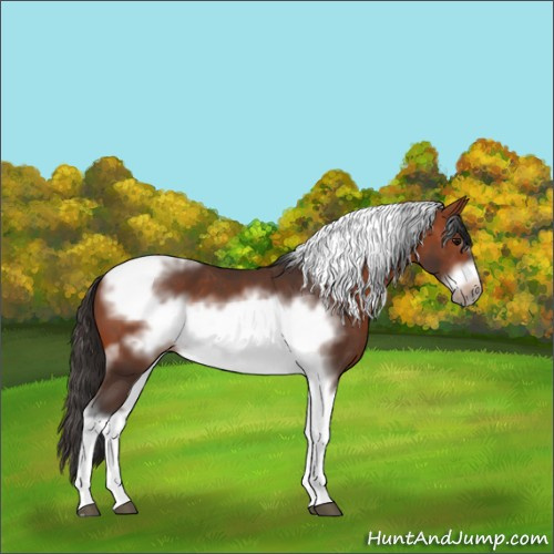 Horse Color:Bay Tobiano Frame 