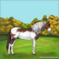 Horse Color:Bay Tobiano Frame 