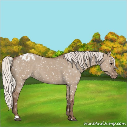 Horse Color:Silver Grullo Appaloosa