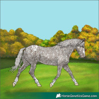 Horse Color:Silver Grullo Appaloosa 
