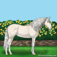 Horse Color:Cremello Splash  and Cremello Splash 
