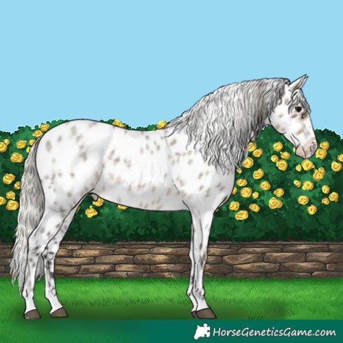 Horse Color:Silver Smoky Grullo Roan Appaloosa 