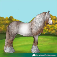 Horse Color:Gray Chestnut 