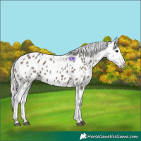 Horse Color:Silver Grullo Appaloosa 