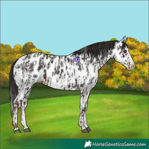 Horse Color:Liver Chestnut Sabino Splash Appaloosa and Liver Chestnut Sabino Splash Appaloosa