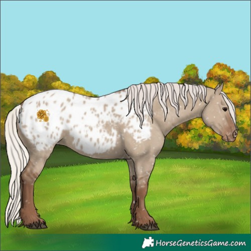 Horse Color:Silver Grullo Appaloosa 