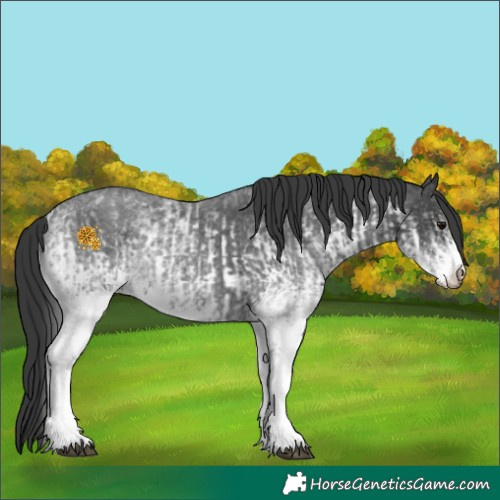 Horse Color:White Spotted Blue Roan Rabicano  and White Spotted Blue Roan Rabicano 