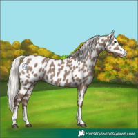 Horse Color:Silver Grullo Near Leopard 