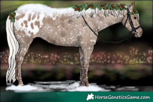 Horse Color:Silver Grullo Appaloosa
