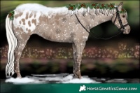 Horse Color:Silver Grullo Appaloosa 