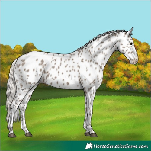 Horse Color:Silver Grullo Appaloosa