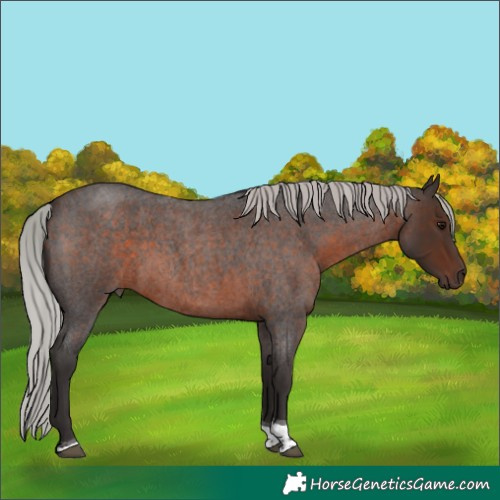 Horse Color:Silver Brown Roan Tobiano 