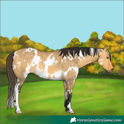 Horse Color:White Spotted Buckskin Dun 