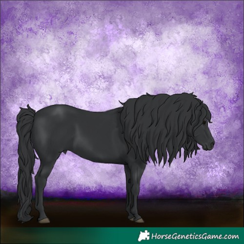 Horse Color:Black 